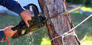 Best Tree Health Inspection  in Mountain Top, PA