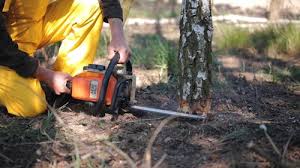 How Our Tree Care Process Works  in Mountain Top, PA