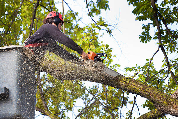 Trusted Mountain Top, PA Tree Services Experts